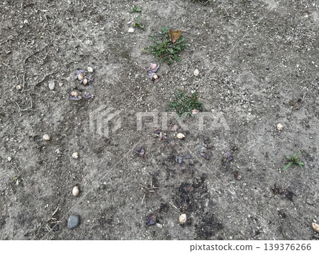Ginkgo nuts that have fallen to the ground and are beginning to rot / The plants Ginkgo nuts that have fallen to the ground and are beginning to rot / The plants 139376266