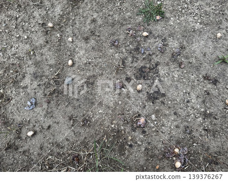 Ginkgo nuts that have fallen to the ground and are beginning to rot / The plants Ginkgo nuts that have fallen to the ground and are beginning to rot / The plants 139376267