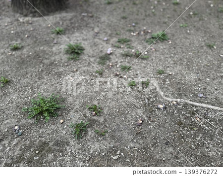 掉落在地上並開始腐爛的銀杏果 / 植物 139376272