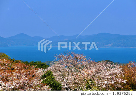 Nagakushiyama Park - Cherry Blossoms (Sasebo City, Nagasaki Prefecture) Nagakushiyama Park - Cherry Blossoms (Sasebo City, Nagasaki Prefecture) 139376292
