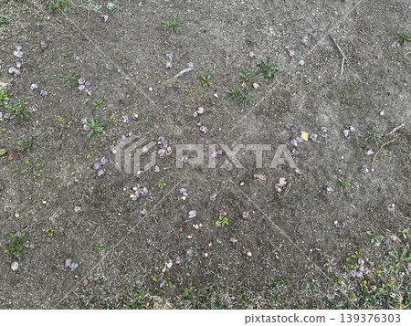 Ginkgo nuts that have fallen to the ground and are beginning to rot / The plants 139376303