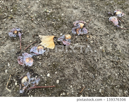 掉落在地上並開始腐爛的銀杏果 / 植物 139376306