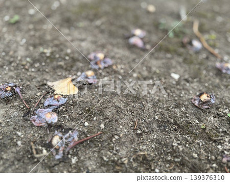 Ginkgo nuts that have fallen to the ground and are beginning to rot / The plants 139376310