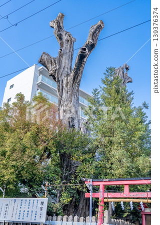 Osaka Miyakojima: Watanabe no Tsuna's Camphor Tree (Minamoto no Yorimitsu founded Hachiman Daishin as his tutelary deity and planted this camphor tree.) Osaka Miyakojima: Watanabe no Tsuna's Camphor Tree (Minamoto no Yorimitsu founded Hachiman Daishin as his tutelary deity and planted this camphor tree.) 139376374