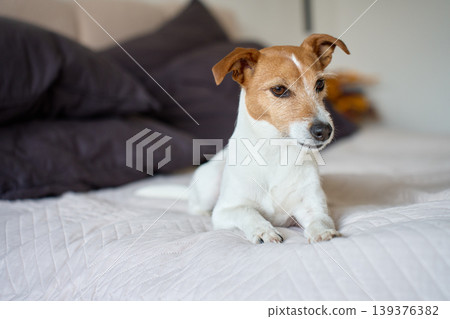 Small pet dog relaxing on bed in bedroom interior Small pet dog relaxing on bed in bedroom interior 139376382