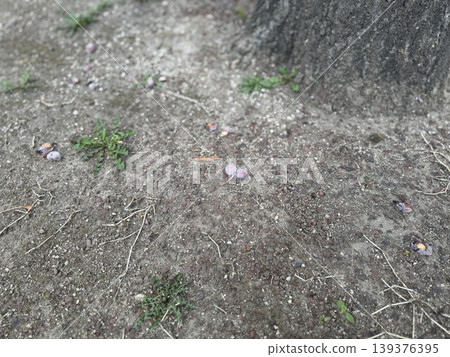 Ginkgo nuts that have fallen to the ground and are beginning to rot / The plants Ginkgo nuts that have fallen to the ground and are beginning to rot / The plants 139376395