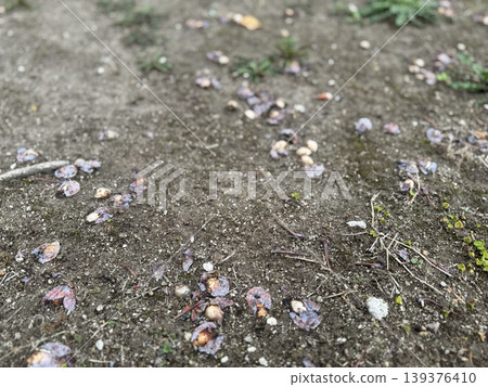 Ginkgo nuts that have fallen to the ground and are beginning to rot / The plants Ginkgo nuts that have fallen to the ground and are beginning to rot / The plants 139376410