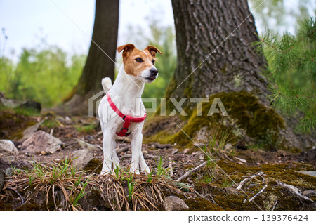Jack Russell Terrier dog on forest trail 139376424