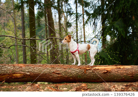 Small dog standing on fallen tree trunk in spring forest Small dog standing on fallen tree trunk in spring forest 139376426