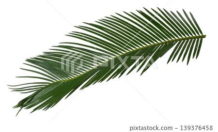 Curved Sago Palm leaf branch, Mawar Jambe botanical element for tropical design. 139376458