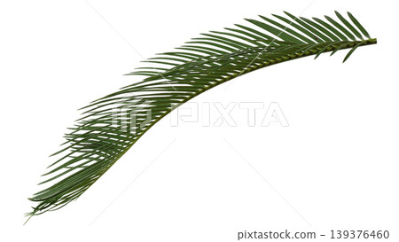 Curved Sago Palm leaf branch, Mawar Jambe botanical element for tropical design. Curved Sago Palm leaf branch, Mawar Jambe botanical element for tropical design. 139376460