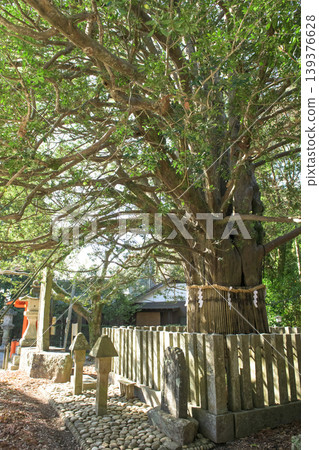 熊野速玉大社:和歌山縣,神社入口處矗立著一棵神聖的凪樹。 熊野速玉大社:和歌山縣,神社入口處矗立著一棵神聖的凪樹。 139376628