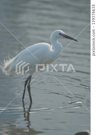 A little egret standing in the shallows of the river. A little egret standing in the shallows of the river. 139376638