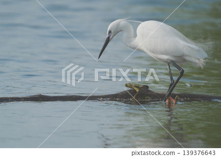 A little egret standing in the shallows of the river. A little egret standing in the shallows of the river. 139376643