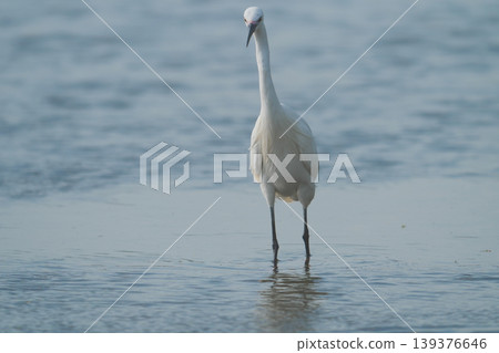 A little egret standing in the shallows of the river. A little egret standing in the shallows of the river. 139376646