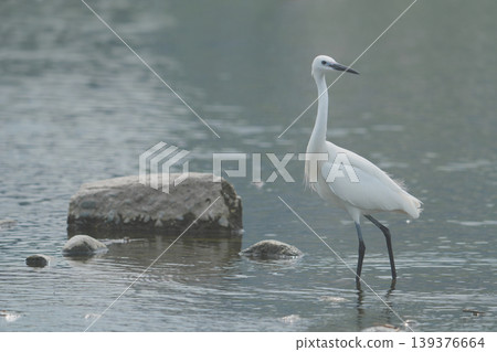 A little egret standing in the shallows of the river. A little egret standing in the shallows of the river. 139376664