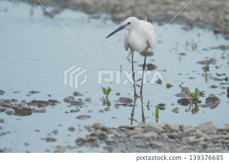 A little egret standing in the shallows of the river. A little egret standing in the shallows of the river. 139376685