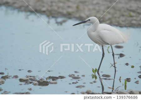 A little egret standing in the shallows of the river. 139376686