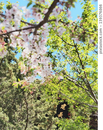 Kanagawa Prefecture: Cherry blossoms, fresh greenery, and Kenchoji Temple; Temple name; April 139376866