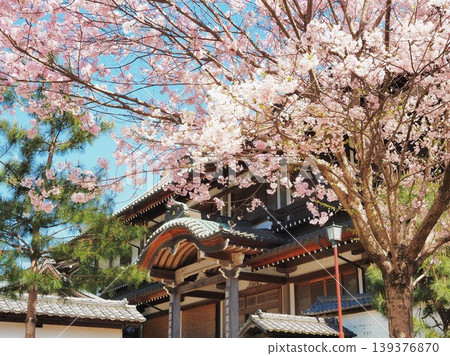 神奈川縣建長寺：主廚房和盛開的櫻花，四月。 139376870