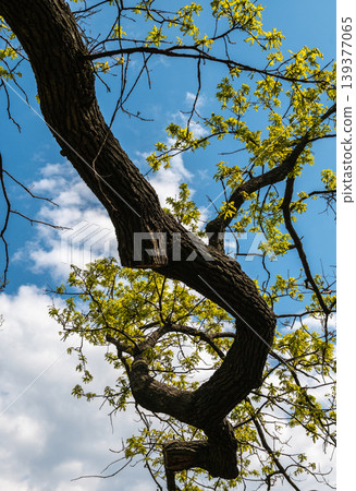 Curved Oak Tree Branches With Fresh Green Leaves Against Blue Sky Curved Oak Tree Branches With Fresh Green Leaves Against Blue Sky 139377065