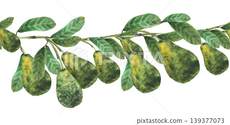 Watercolor avocado branch with ripe whole fruit and green leaves seamless border. Hand drawn illustration isolated on white background for food packaging pattern design, menu, natural cosmetic label. Watercolor avocado branch with ripe whole fruit and green leaves seamless border. Hand drawn illustration isolated on white background for food packaging pattern design, menu, natural cosmetic label. 139377073