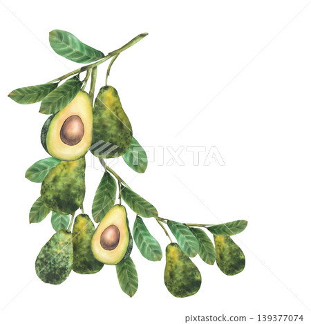 Watercolor avocado branch with ripe whole fruit and cut half showing seed. Botanical hand drawn illustration isolated on white background for semicircular frame for food packaging, eco cosmetic label. Watercolor avocado branch with ripe whole fruit and cut half showing seed. Botanical hand drawn illustration isolated on white background for semicircular frame for food packaging, eco cosmetic label. 139377074