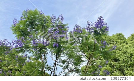 Jacaranda in early June Jacaranda in early June 139377364
