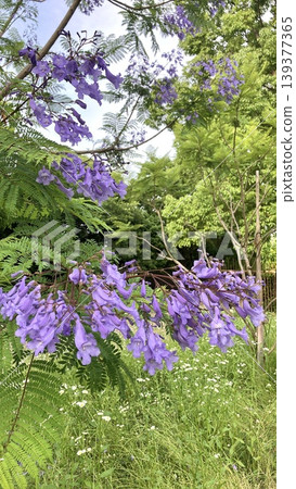 flower, flowers, botanic 139377365