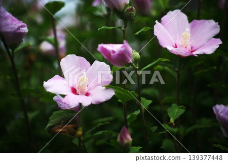 Mukuge pink with crimson flowers Mukuge pink with crimson flowers 139377448