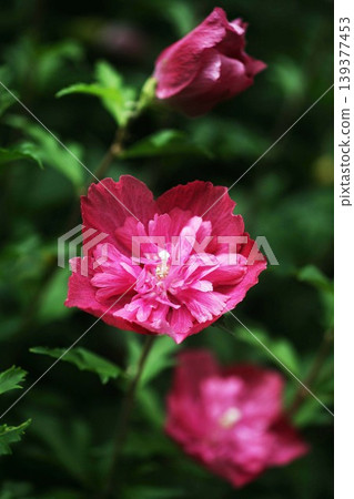 木槿：一種重瓣品種，花色為深紅色。 139377453