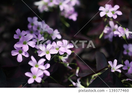 Oxalis淺紫色的花朵 139377460