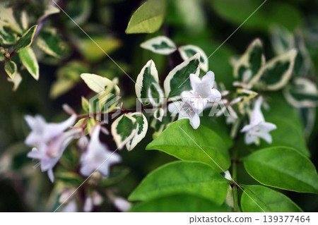 雜色的阿貝莉亞花 139377464