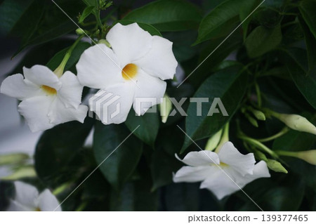 曼德維拉陽傘花 曼德維拉陽傘花 139377465