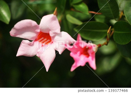 Mandevilla: Pink and vermilion flowers Mandevilla: Pink and vermilion flowers 139377466