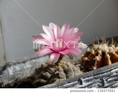 Gymnocalycium cactus blooming with delicate pink flower Gymnocalycium cactus blooming with delicate pink flower 139377691