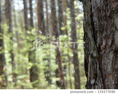 Spider web catching light and pollen in forest Spider web catching light and pollen in forest 139377696