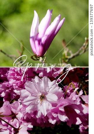 Spring blooming magnolia and cherry blossom flowers background 139377697