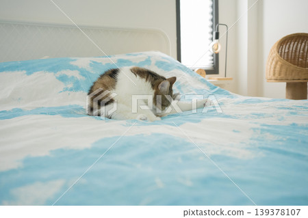 pet care concept with scottish cat relax and sleep on bed in bedroom pet care concept with scottish cat relax and sleep on bed in bedroom 139378107