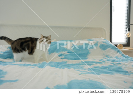 pet care concept with scottish cat relax and sleep on bed in bedroom pet care concept with scottish cat relax and sleep on bed in bedroom 139378109