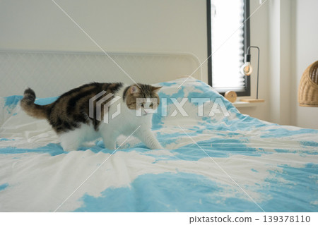 pet care concept with scottish cat relax and sleep on bed in bedroom pet care concept with scottish cat relax and sleep on bed in bedroom 139378110