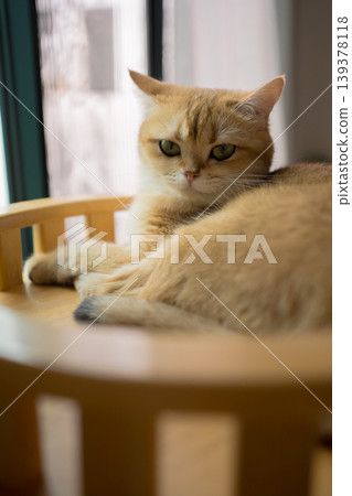 pet care concept with british cat relax and sleep in living room pet care concept with british cat relax and sleep in living room 139378118