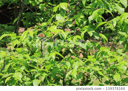 Close-up of a wintersweet tree in its fresh green leaves Close-up of a wintersweet tree in its fresh green leaves 139378168