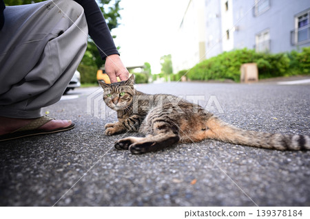 Kijitra cat taking a walk Kijitra cat taking a walk 139378184