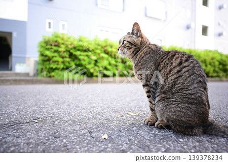 Cat looking back Cat looking back 139378234
