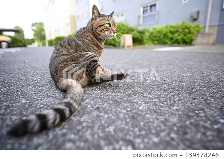 Cat looking back Cat looking back 139378246