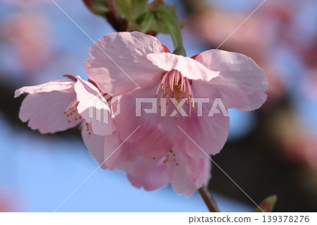 早春時節，公園裡盛開著粉紅色的台灣櫻花。 139378276