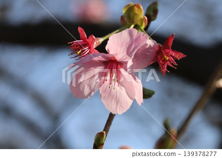 早春時節,公園裡盛開著粉紅色的台灣櫻花。 早春時節,公園裡盛開著粉紅色的台灣櫻花。 139378277