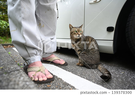 Petticoat cat in the parking lot Petticoat cat in the parking lot 139378300
