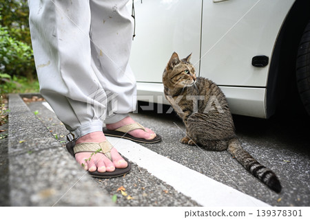 Petticoat cat in the parking lot Petticoat cat in the parking lot 139378301